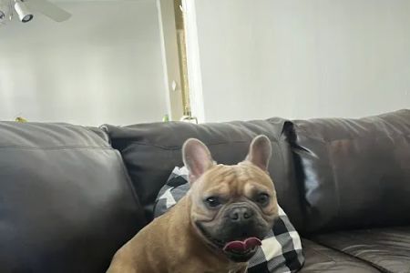 At Home Veterinary Care LLC