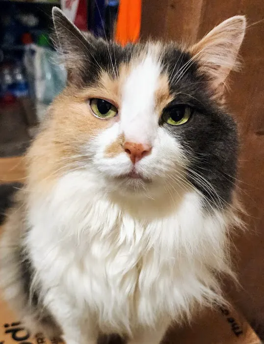 Wolcott Veterinary Clinic PC 12