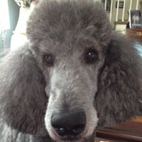 Beacon Valley Animal Hospital ico