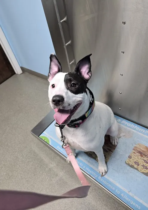 Beacon Valley Animal Hospital: Laubstein Brian DVM 12