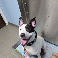 Beacon Valley Animal Hospital: Laubstein Brian DVM ico