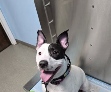 Beacon Valley Animal Hospital: Laubstein Brian DVM
