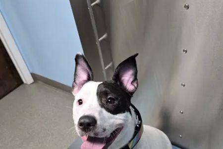 Beacon Valley Animal Hospital: Laubstein Brian DVM