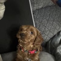 Seymour Veterinary Hospital ico