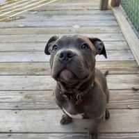 Ansonia Seymour Veterinary Hospital ico