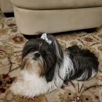 Country Companions Veterinary ico