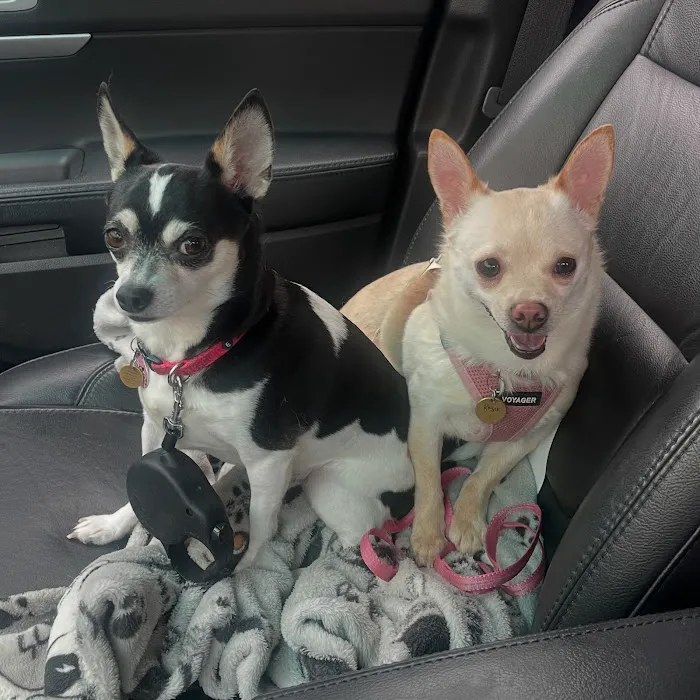 Ansonia Westfield Veterinary Hospital 12