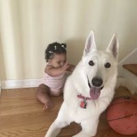 Ansonia Westfield Veterinary Hospital ico