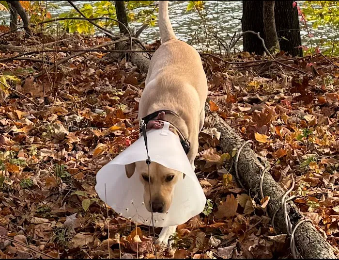 Ansonia Westfield Veterinary Hospital 12