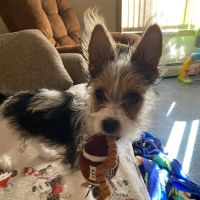 Bethany Veterinary Hospital ico
