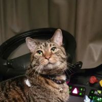 Fur and Feathers Veterinary Care ico