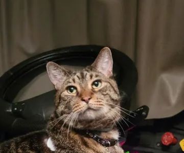 Fur and Feathers Veterinary Care
