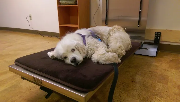 Fur and Feathers Veterinary Care 2