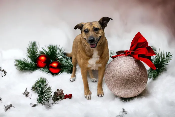Fur and Feathers Veterinary Care 7