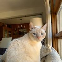 The Cat Doctor ico
