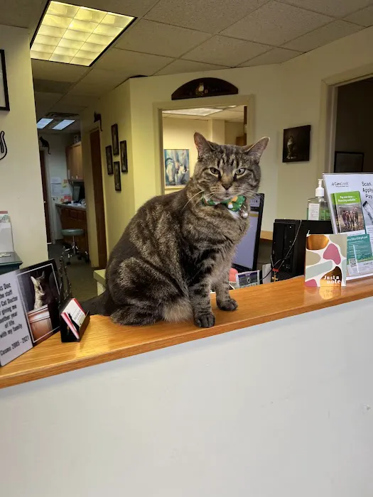 The Cat Doctor 7