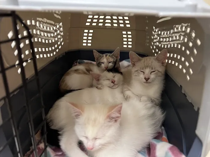 The Cat Doctor 6