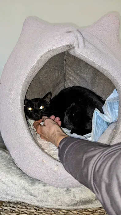 The Cat Doctor 8