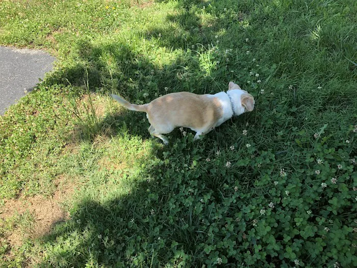Forest Oaks Animal Hospital: Kleisch Rodger DVM 9