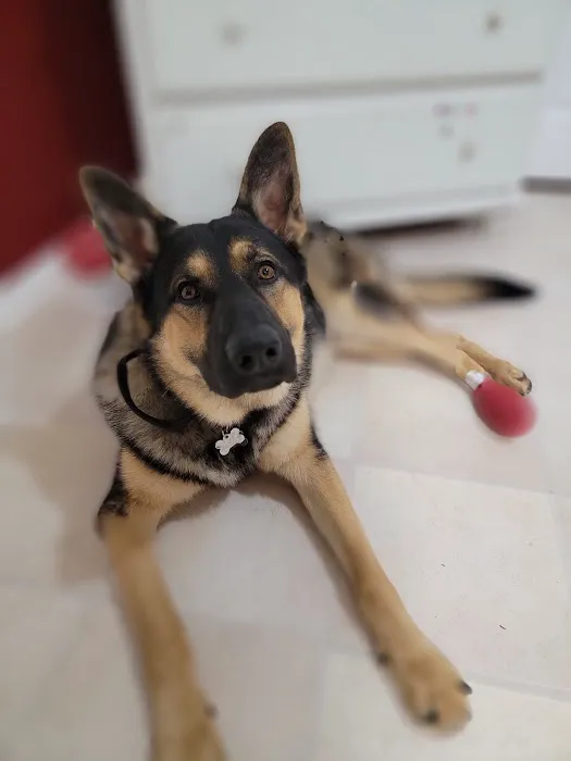 Forest Oaks Animal Hospital: Kleisch Rodger DVM 3