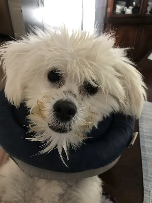 Forest Oaks Animal Hospital: Kleisch Rodger DVM 7