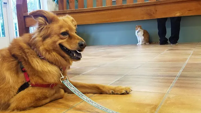 Forest Oaks Animal Hospital: Kleisch Rodger DVM 1