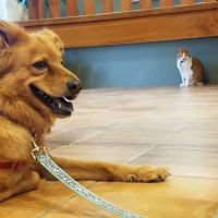 Forest Oaks Animal Hospital: Kleisch Rodger DVM ico