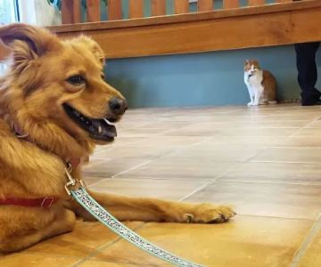 Forest Oaks Animal Hospital: Kleisch Rodger DVM