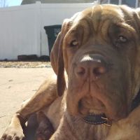 Southwoods Animal Hospital ico