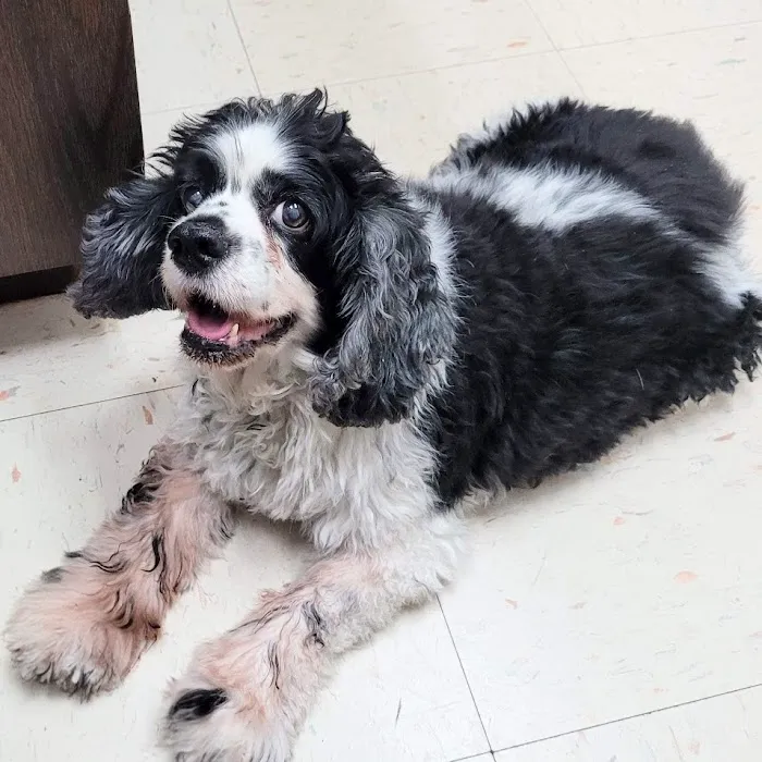 Southwoods Animal Hospital 9
