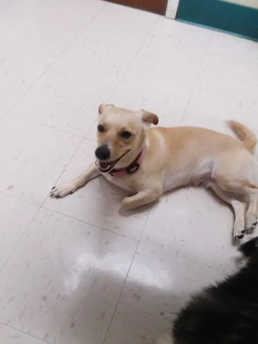 Southwoods Animal Hospital 4