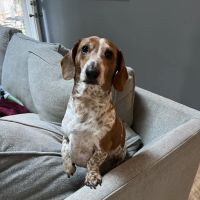 Southeast Community Animal Hospital ico