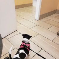 Academy Veterinary Hospital ico