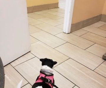 Academy Veterinary Hospital