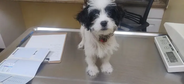 St. Francis Animal Hospital of Durham 12