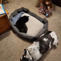 Carver Street Animal Hospital ico