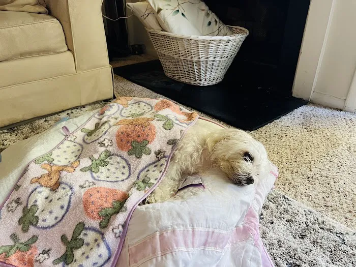 Carver Street Animal Hospital 12