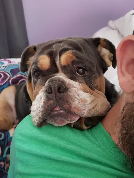 Carver Street Animal Hospital 12