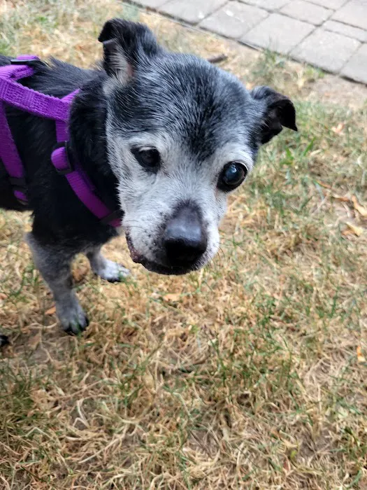 Carver Street Animal Hospital 12