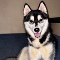 Banfield Pet Hospital ico