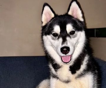 Banfield Pet Hospital