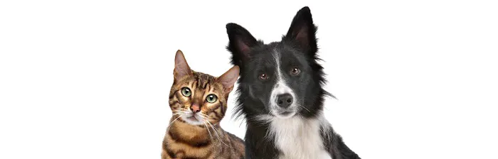Local Mobile Veterinary Service 12