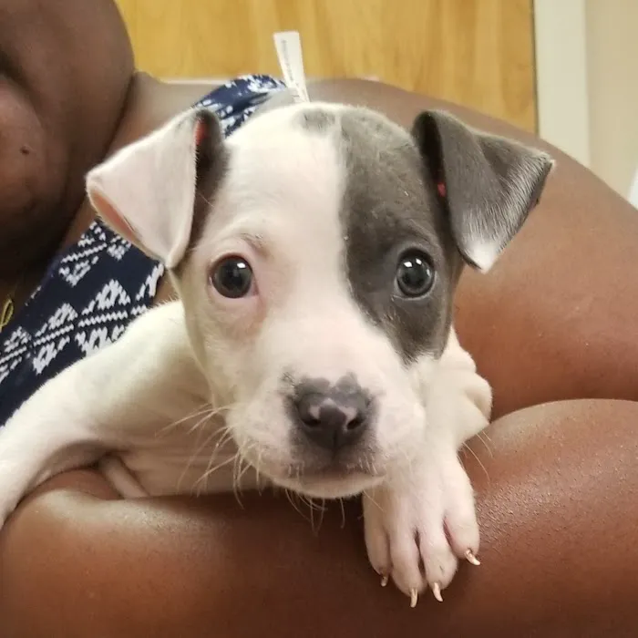 Durham Animal Hospital 12