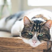 Durham Animal Hospital ico