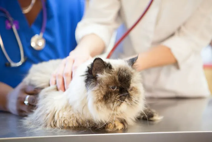 Durham Animal Hospital 12