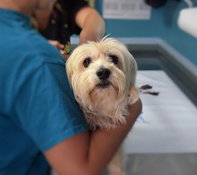 Durham Animal Hospital 12