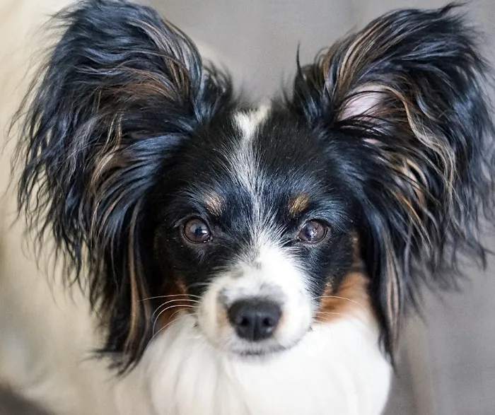 Durham Animal Hospital 12
