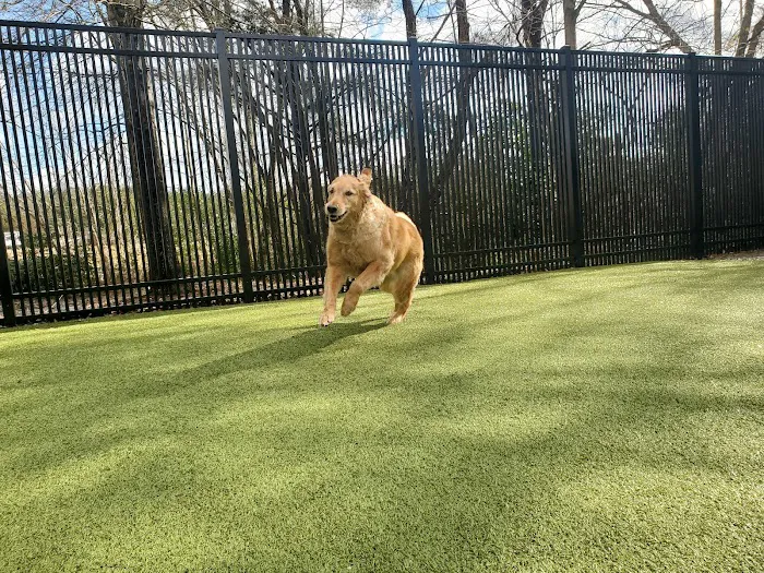 Page Point Animal Hospital and Pet Resort 3