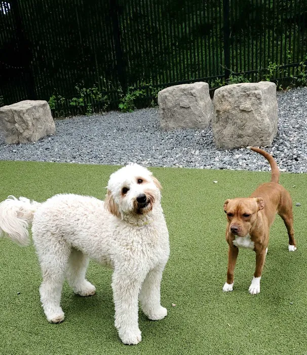 Page Point Animal Hospital and Pet Resort 4