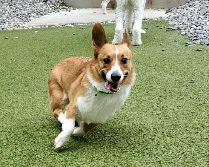 Page Point Animal Hospital and Pet Resort 7